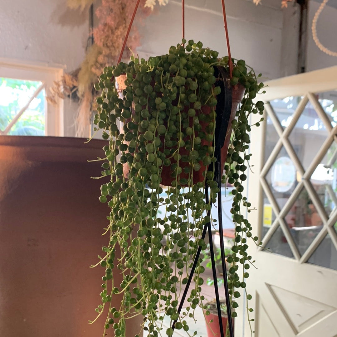 String of Pearls 6”