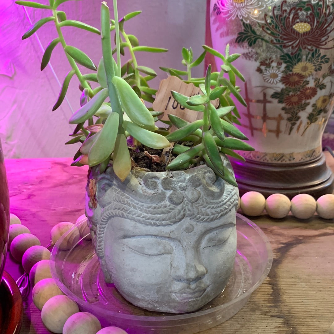 Planted Buddha Head