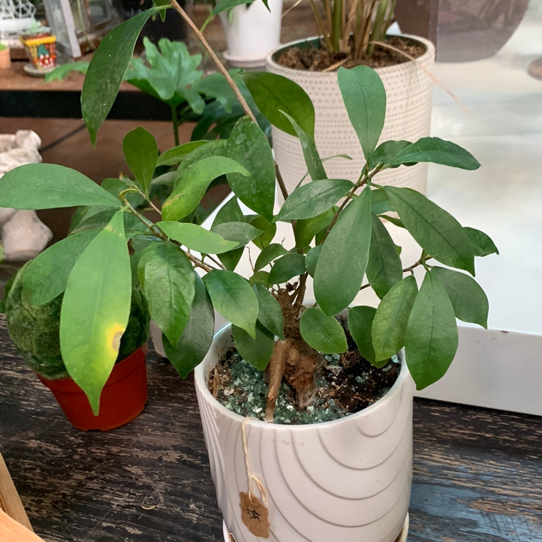 4” Ficus bonsai ginseng in White Pot